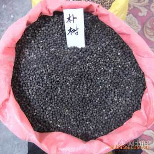 廠家直銷優質林木種子 紅豆杉、國槐、紅楓、重陽木等，保質保量